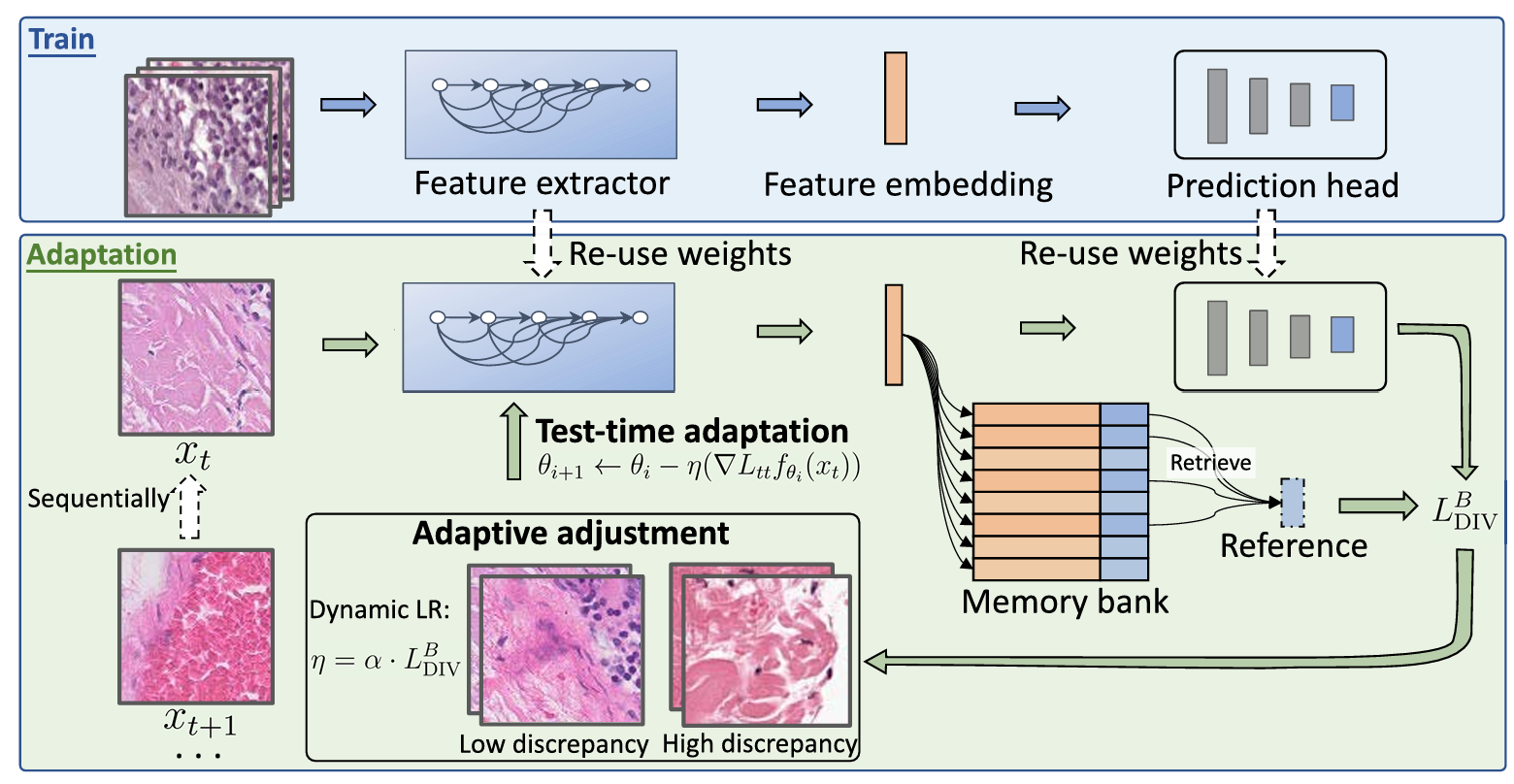 DLTTA: Dynamic Learning of Test-time Adaptation for Cross-domain Medical Images