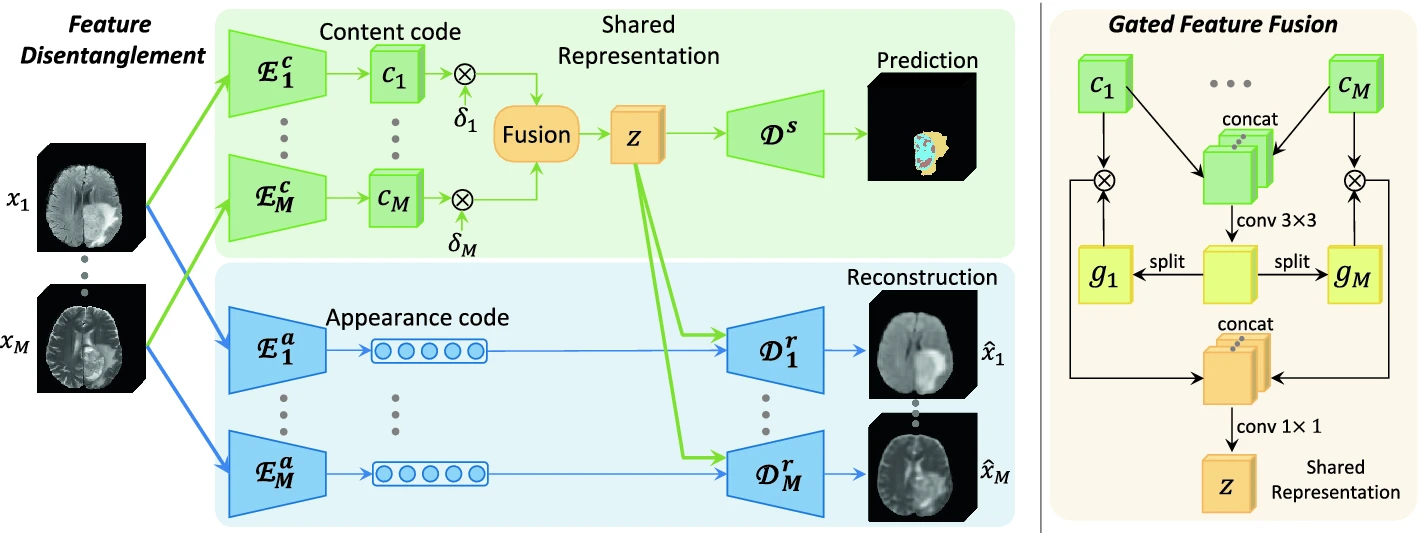 Robust Multimodal Brain Tumor Segmentation via Feature Disentanglement and Gated Fusion